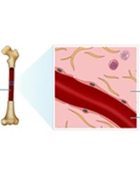 Reticulocyte Count