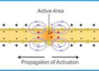 Velocity of Nerve Conduction