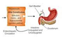 Estimation of Serum Bilirubin