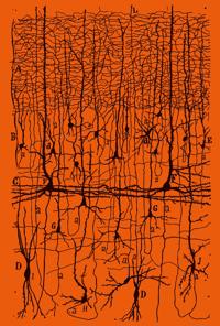 Parapoetica