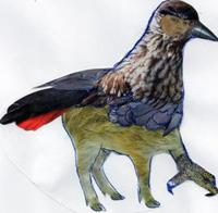 Skvader
