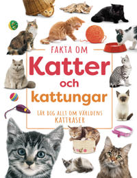 Fakta om katter och kattungar : lär dig allt om världens kattraser