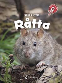 Faktaraketen - Råtta