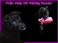 Från Valp till Vänlig Vuxen : Valpens utvecklingsfaser