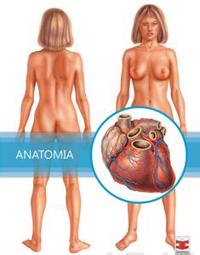 Anatomia