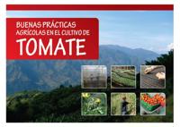 Buenas prácticas agrícolas en el cultivo de tomate