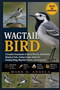 WAGTAIL BIRD