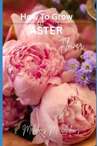 How to grow Aster flowers for beginners