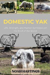 Domestic Yak