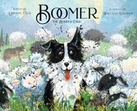 Boomer the Border Collie