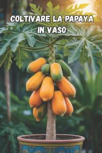 Coltivare la papaya in vaso