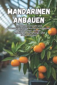 Mandarinen anbauen