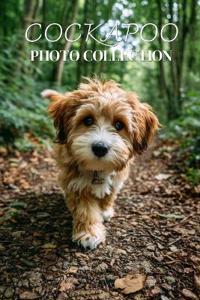 Cockapoo Photo Collection