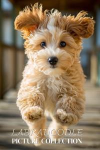 Labradoodle Photo Collection
