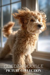 Goldendoodle Picture Collection