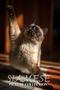 Siamese Cat Photo Collection