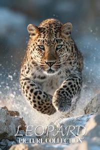 Leopard Photo Collection