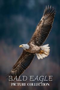 Bald Eagle Photo Collection