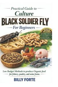 Practical Guide to Culture BLACK SOLDIER FLY For Beginners