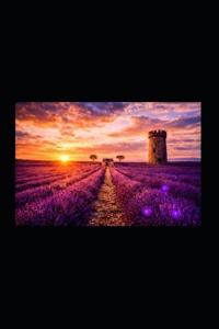 Elie in the Amethyst Field