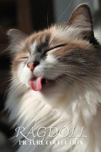 Ragdoll Cat Photo Collection