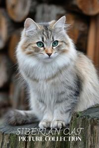Siberian Cat Photo Collection