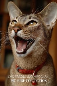 Oriental Shorthair Cat Photo Collection