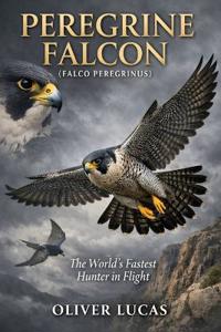 Peregrine Falcon ( Falco Peregrinus )