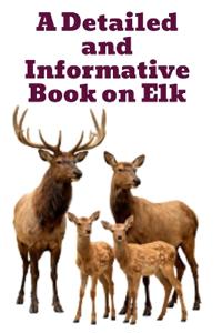A Detailed and Informative Book on Elk
