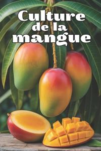 Culture de la mangue