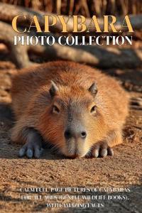 Capybara Photo Collection