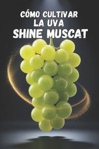 Cómo cultivar la uva Shine Muscat