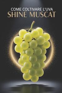 Come coltivare l'uva Shine Muscat