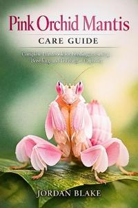 Pink Orchid Mantis Care Guide