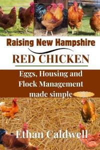 Raising New Hampshire red chicken