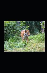 Ellicott, J: Tigers and Trains
