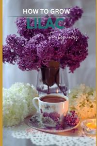 How to grow lilac flowers for beginners