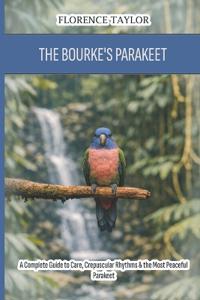 The Bourke's Parakeet
