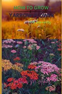 How to grow Yarrow flowers for beginners