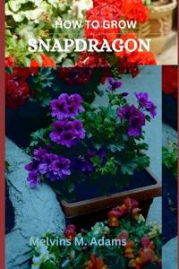 How to grow Snapdragon flowers for beginners