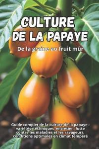 Culture de la papaye