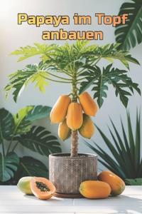 Papaya im Topf anbauen