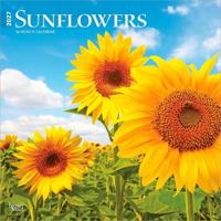 Sunflowers - Sonnenblumen 2027 - 16-Monatskalender