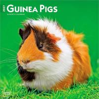 Guinea Pigs - Meerschweinschen 2027 - 16-Monatskalender