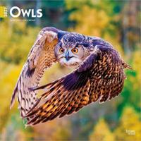 Owls 2027 Square Flap