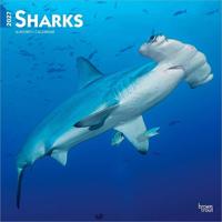 Sharks - Haie 2027 - 16-Monatskalender