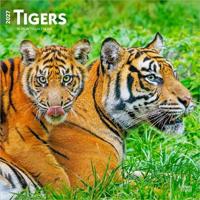 Tigers - Tiger 2027 - 16-Monatskalender