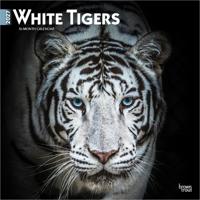 White Tigers - Weiße Tiger 2027 - 16-Monatskalender