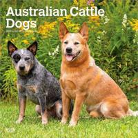 Australian Cattle Dogs 2027 - 16-Monatskalender