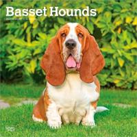 Basset Hounds 2027 - 16-Monatskalender